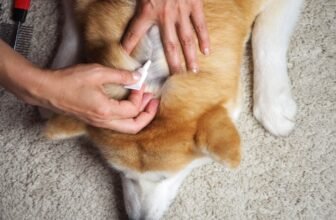 10 Vet-Verified Tips – Dogster