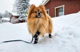 10 Vet-Reviewed Tips & Tricks – Dogster