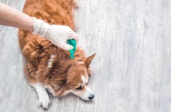10 Best Flea & Tick Treatments and Prevention...