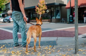 How Daily Dog Walks Boost Your Well-Being and Happ...