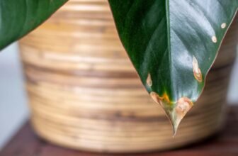 What to Do When Your Plants Have Brown-Tipped Leav...