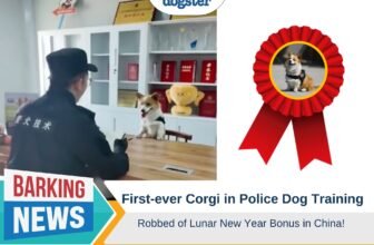 First-Ever Corgi in Police Dog Training Robbed of ...