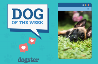 Dogster Photo Contest: Dogs of the Week Winners (F...