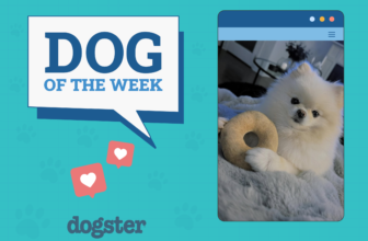 Dogster Photo Contest: Dogs of the Week Winners (F...
