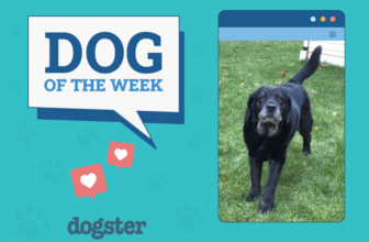 Dogster Photo Contest: Dogs of the Week Winners (F...