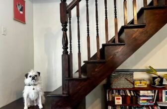 Gizmo Conquers His Fears – Dogster