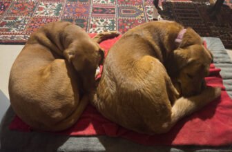 No One’s Perfect – Dogster