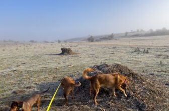 Lava, Hela & Lajka Make It Work – Dogster