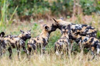 Latest African Wild Dog Conservation News – The ...