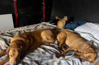 How Lava, Hela and Lajka React to Everything – D...