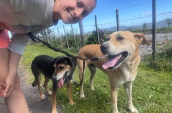 The ‘W’ Word and the Evolution of Walk...