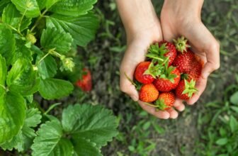 Weekend Guide • Feb 14 – 20, 2025