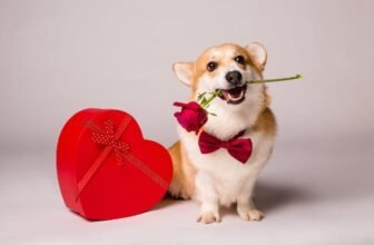 10 Great Valentine’s Gifts for Dogs in 2025 ...