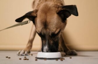 10 Best Dog Foods on Chewy in 2025