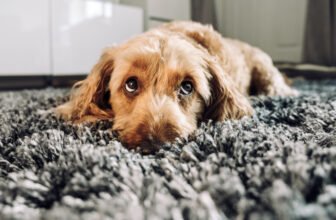 Can Dogs Get Bird Flu? Our Vet Discusses Signs, Ca...