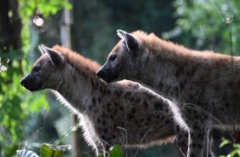 Are Hyenas Dogs? Our Vet Explains – Dogster