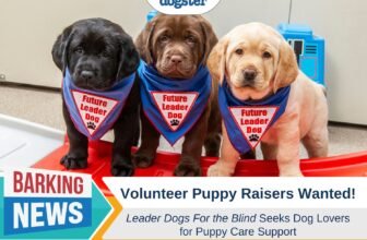 Volunteer Puppy-Raisers Wanted! Care For Future Le...