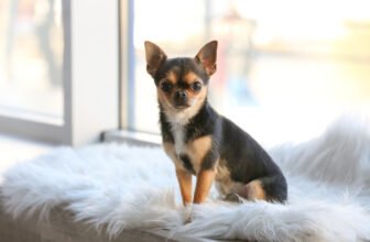 Are Chihuahuas Smart? Vet-Approved Intelligence Ex...