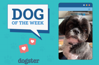 Dogster Photo Contest: Dogs of the Week Winners (M...