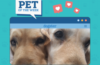 Dogster Photo Contest: Dogs of the Week Winners (M...