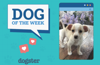 Dogster Photo Contest: Dogs of the Week Winners (F...