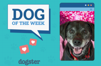 Dogster Photo Contest: Dogs of the Week Winners (M...