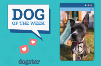 Dogster Photo Contest: Dogs of the Week Winners (M...