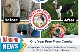 Beagle Freedom Project Celebrates Anniversary of C...
