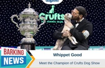 Whippet Good – Meet the Champion of Crufts D...