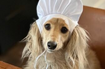 Why Anal Gland Care Matters (with Recipe) – Dogs...