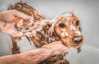 10 Best Deep-Cleansing Dog Shampoos in 2025 – Re...