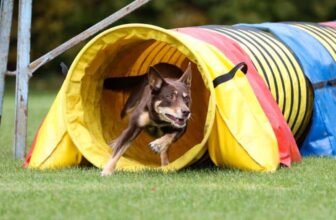 10 Pieces of Gear You Need for Your Dog Gym – Do...