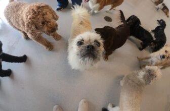 Gizmo Goes to School – Dogster