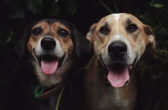 Why Rosa & Mac Live for Doggy Daycare – Dog...