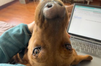 Building Trust with Rescue Dogs: Hela’s Stor...