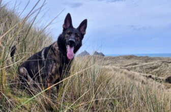 Should Dr. Karyn Be Worried? – Dogster