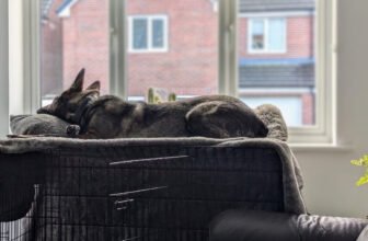 Kodah in the Window – Dogster