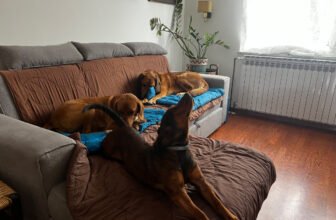 The Battle for Comfort – Dogster