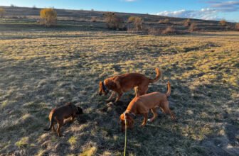 Getting Lava, Hela & Lajka to Stop – Dogste...