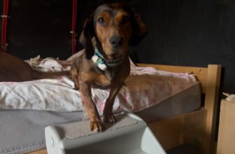 Lajka Tries Doggie Stairs – Dogster