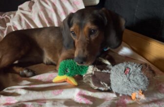 Emotional Support Dog Toys? Lajka and the Hedgehog...