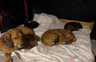 What’s Mine Is Theirs – Dogster