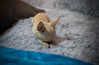 Ned’s Bummer of a Week – Dogster