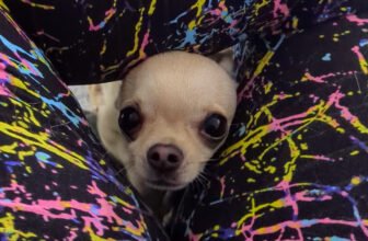 Ned Finds a Loophole – Dogster