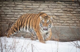 Buffalo Zoo Welcomes Sungari, A New Young Male Tig...