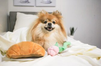 How to Become a Pet Influencer: Join P.L.A.Y.’s ...