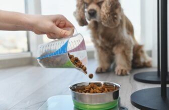 10 Best Dry Dog Foods in 2025