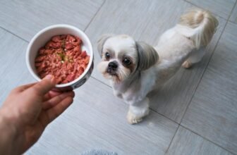 11 Best Canned & Wet Dog Foods in 2025