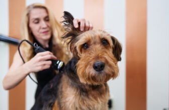 12 Vet-Approved Tips – Dogster