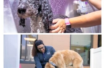 Doggy Day Care Levels Up – A New Generation of C...